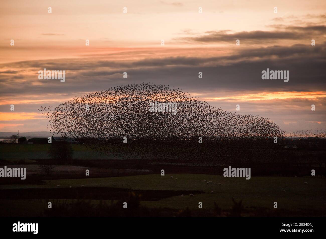 Starling Roost, Sturnus Vulgaris, im Winter bei Einbruch der Dunkelheit, Gretna, Scotland, UK Stockfoto