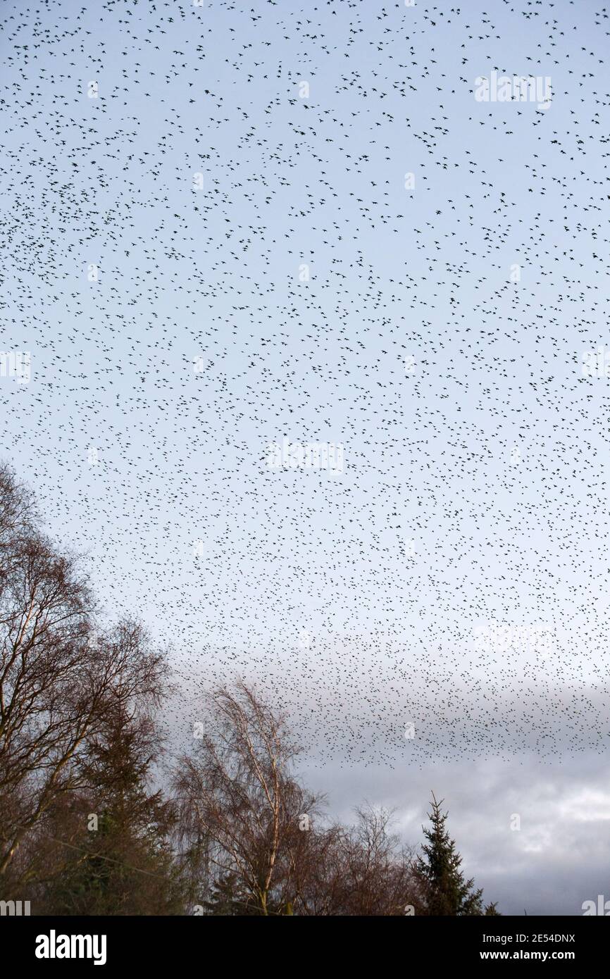 Starling Roost, Sturnus Vulgaris, im Winter bei Einbruch der Dunkelheit, Gretna, Scotland, UK Stockfoto