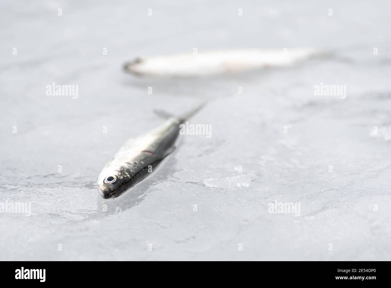 Frostiger fisch Fotos und Bildmaterial in hoher Auflösung Alamy