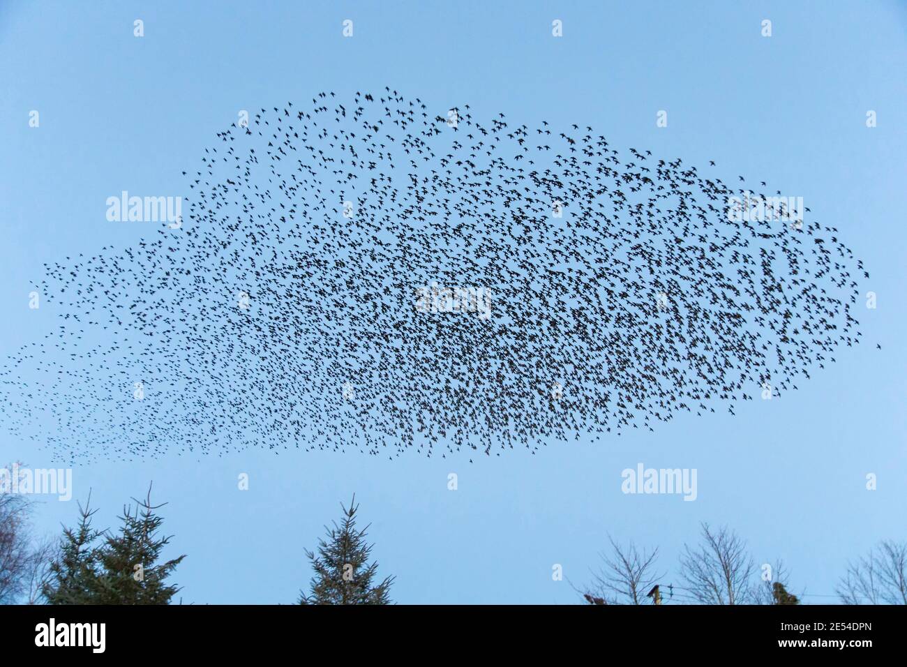 Starling Roost, Sturnus Vulgaris, im Winter bei Einbruch der Dunkelheit, Gretna, Scotland, UK Stockfoto