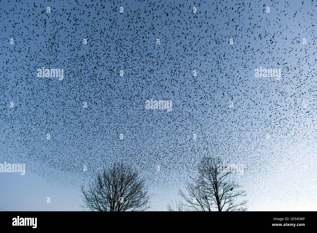 Starling Roost, Sturnus Vulgaris, im Winter bei Einbruch der Dunkelheit, Gretna, Scotland, UK Stockfoto