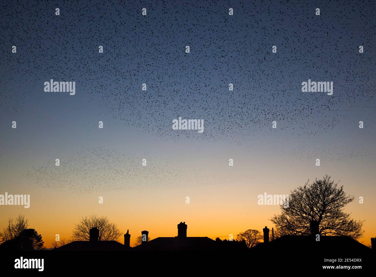 Starling Roost, Sturnus Vulgaris, im Winter bei Einbruch der Dunkelheit, Gretna, Scotland, UK Stockfoto
