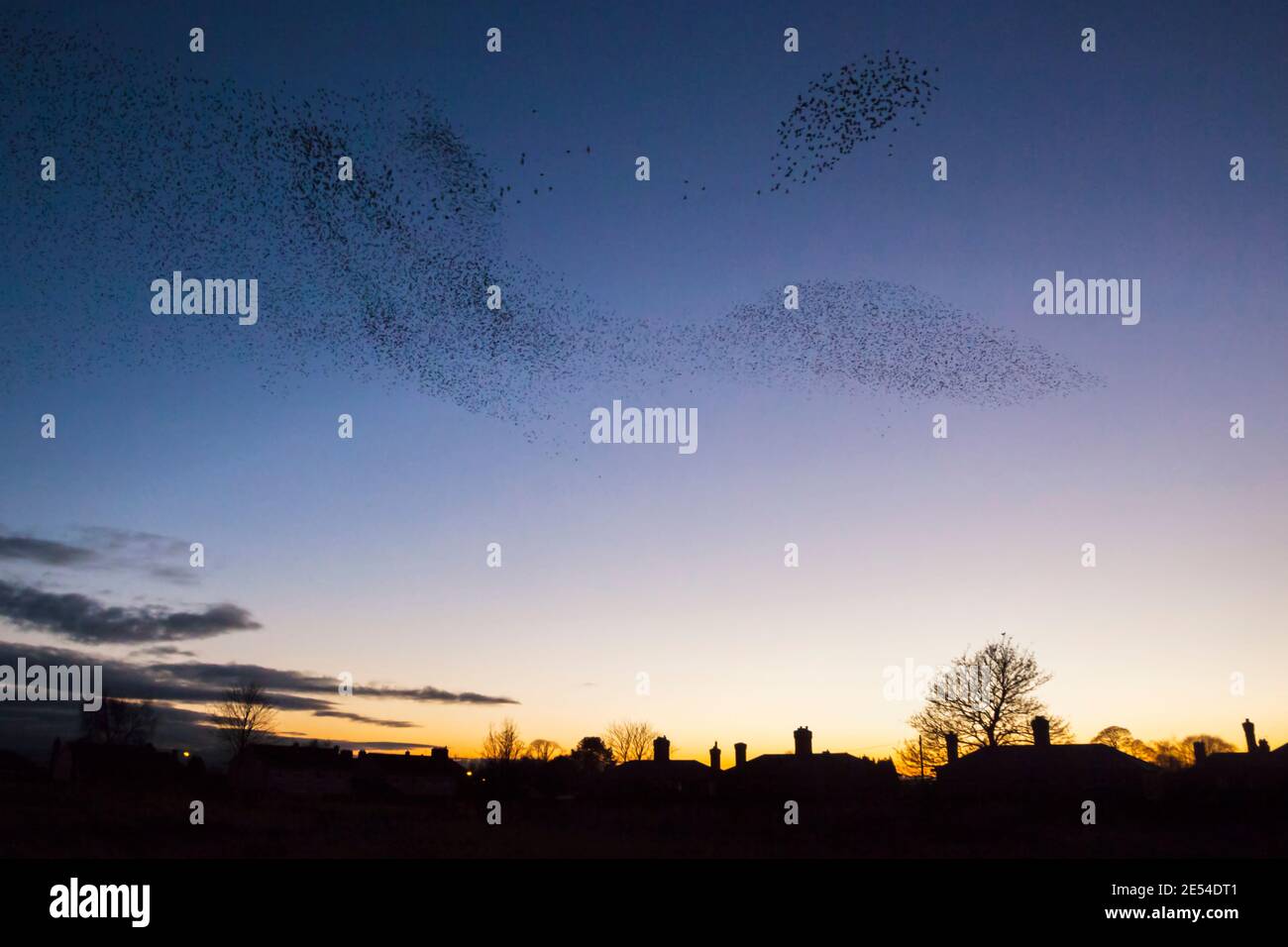 Starling Roost, Sturnus Vulgaris, im Winter bei Einbruch der Dunkelheit, Gretna, Scotland, UK Stockfoto