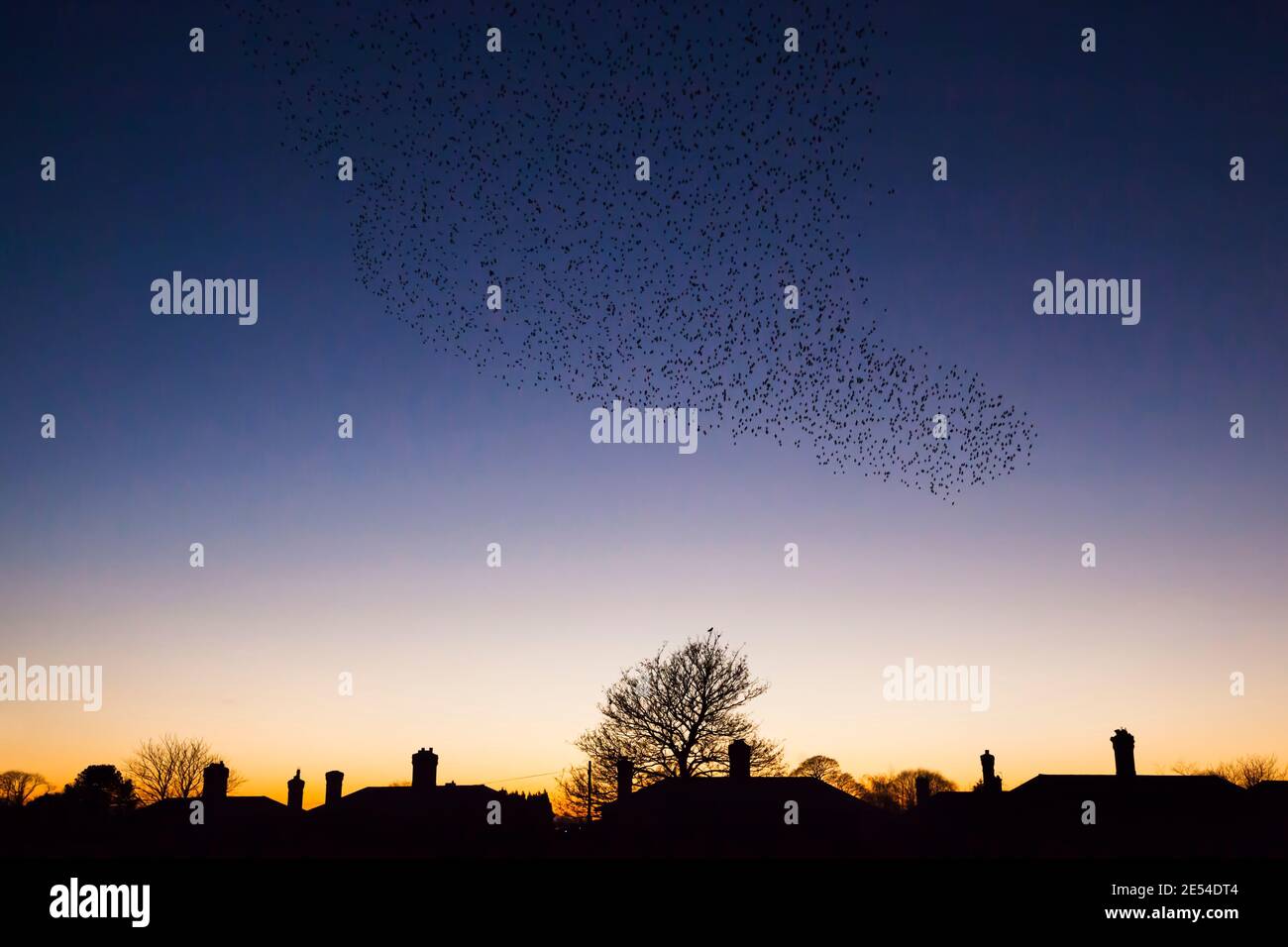 Starling Roost, Sturnus Vulgaris, im Winter bei Einbruch der Dunkelheit, Gretna, Scotland, UK Stockfoto