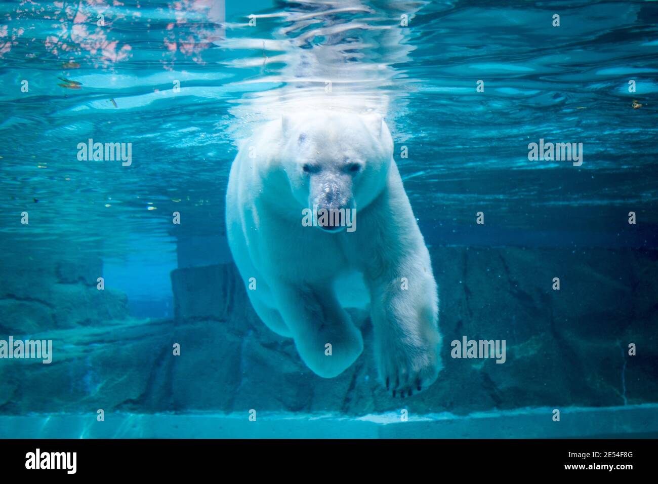 Anane, der resident weiblicher Eisbär der Lincoln Park Zoo in Chicago, schwimmt unter Wasser an einem heißen Sommertag. Stockfoto