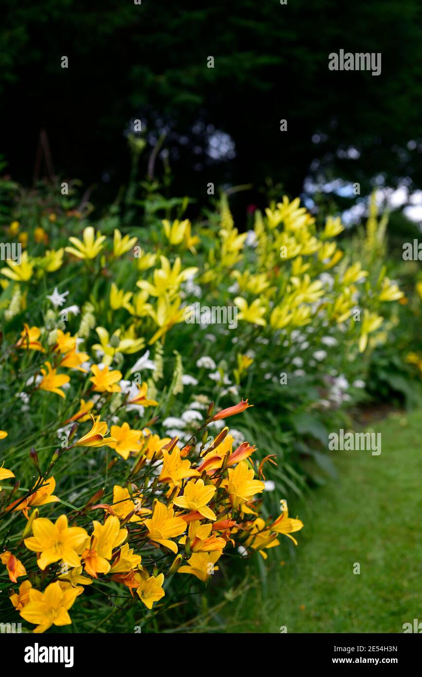 Hemerocallis Corky,Hemerocallis citrina,Gladiolus nanus die Braut,Bunium bulbocastanum,gelb,weiß,goldgelb,Blumen,blühend,Rand,gemischte Borde Stockfoto