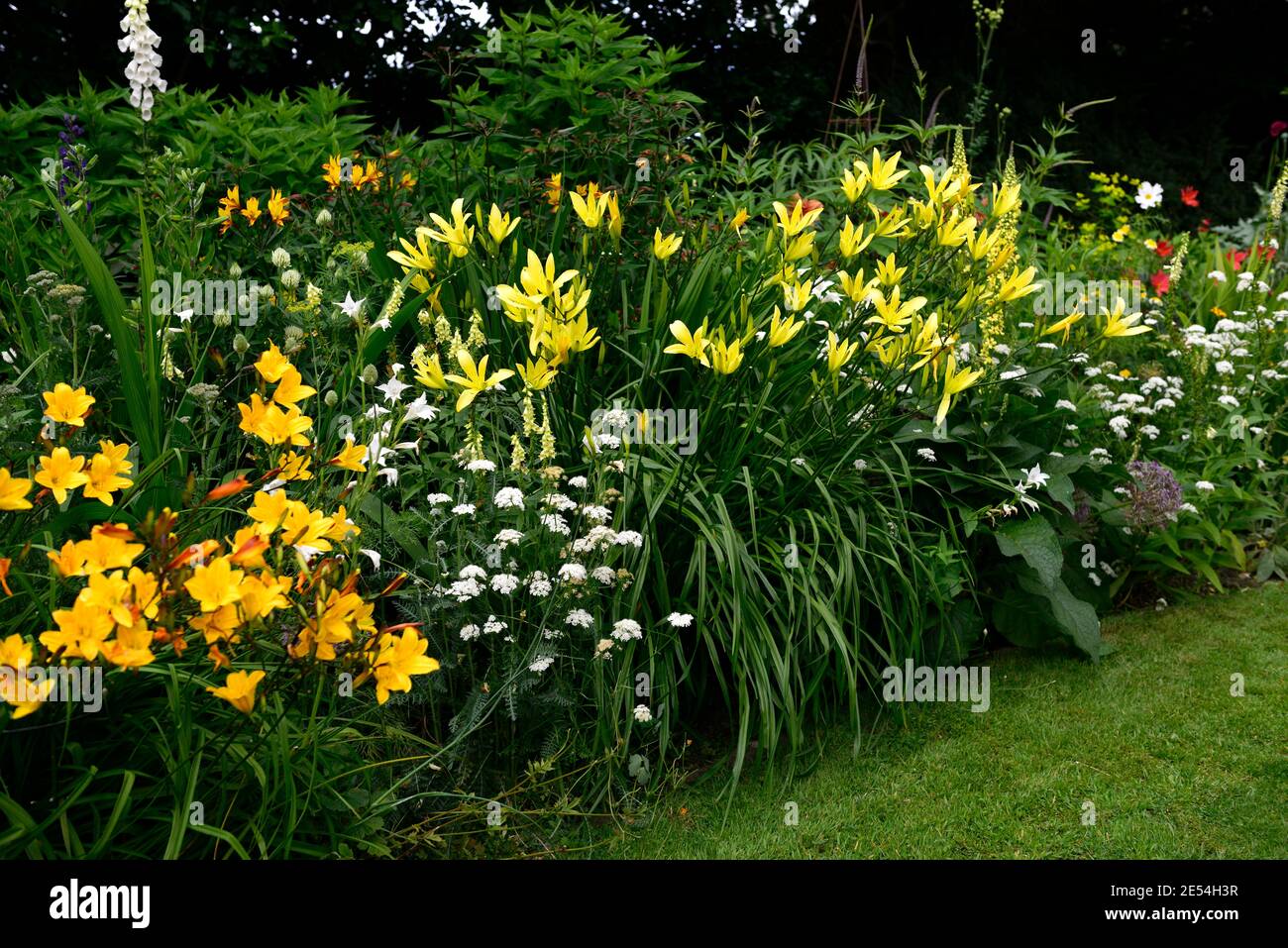 Hemerocallis Corky,Hemerocallis citrina,Gladiolus nanus die Braut,Bunium bulbocastanum,gelb,weiß,goldgelb,Blumen,blühend,Rand,gemischte Borde Stockfoto