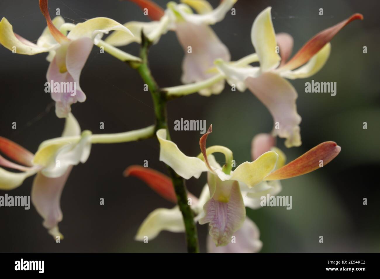 Selektiver Fokus Nahaufnahme des weichen rosa gelockerten dendrobium Orchidee Blumen voller Blüte im Garten isoliert Weichzeichnung Hintergrund Stockfoto