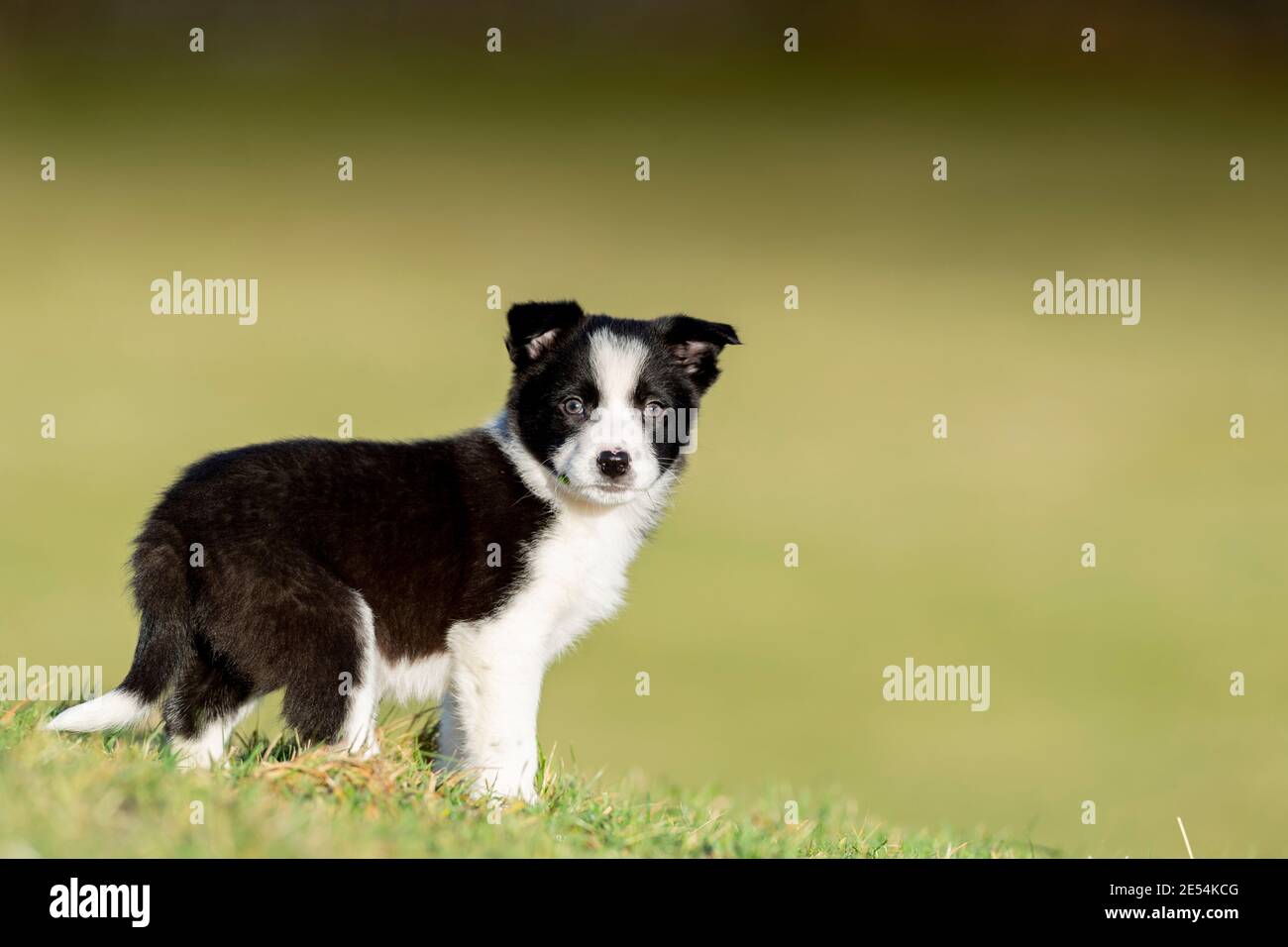 Acht Wochen alte Border Collie Welpen spielen im Feld. North Yorkshire, Großbritannien. Stockfoto