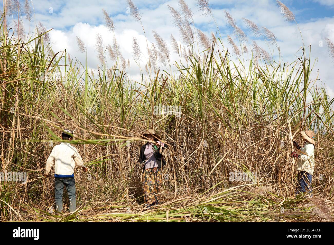 Lokale Bauern ernten Zuckerrohr in einer Inle Lake Plantage, Myanmar. Stockfoto