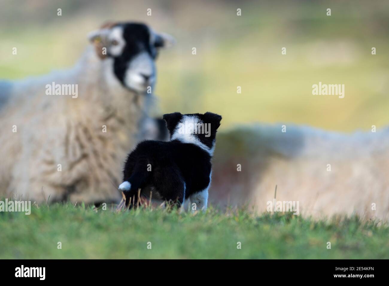 Der achtwöchige Border Collie Welpe sieht zum ersten Mal Schafe. North Yorkshire, Großbritannien. Stockfoto