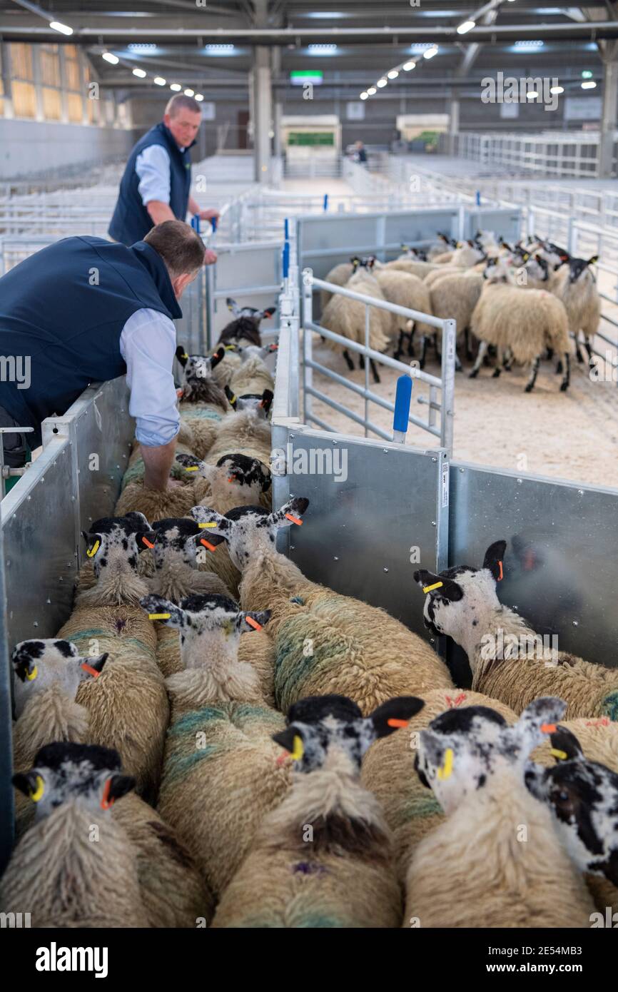 Bauern, die Schafe durch ein Rennen in einem landwirtschaftlichen Schuppen, Darlington, Großbritannien, sortieren. Stockfoto