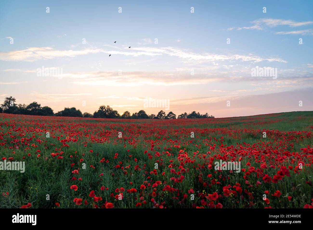 Englisch Mohnfeld voll leuchtend roten Mohnblumen und Blumen schön Sonnenuntergang Landschaft Himmel Vögel Abend Wolken Dämmerung Sonnenaufgang lila blau sonnenaufgang, landschaftlich Stockfoto