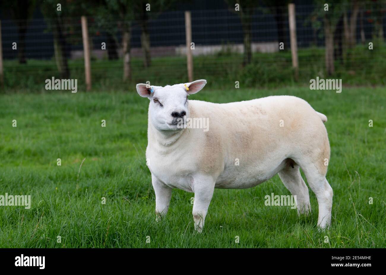 Pedigree texel Mutterschafe auf einer üppigen Weide, Cumbria, UK. Stockfoto