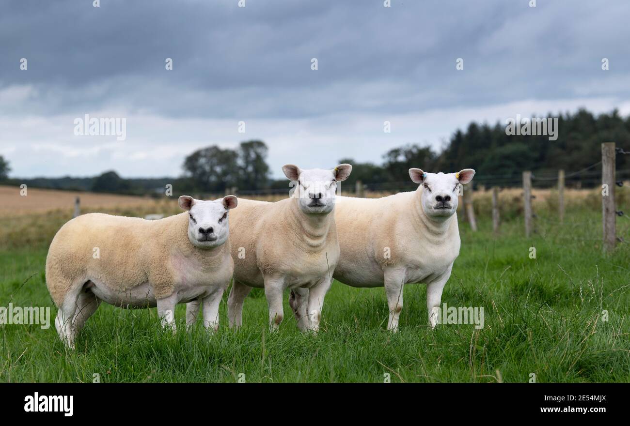 Pedigree texel Mutterschafe auf einer üppigen Weide, Cumbria, UK. Stockfoto