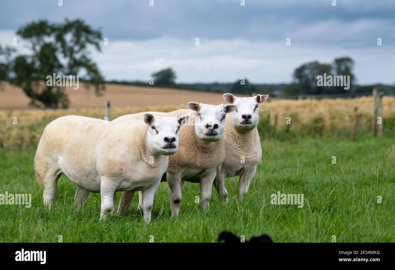 Pedigree texel Mutterschafe auf einer üppigen Weide, Cumbria, UK. Stockfoto