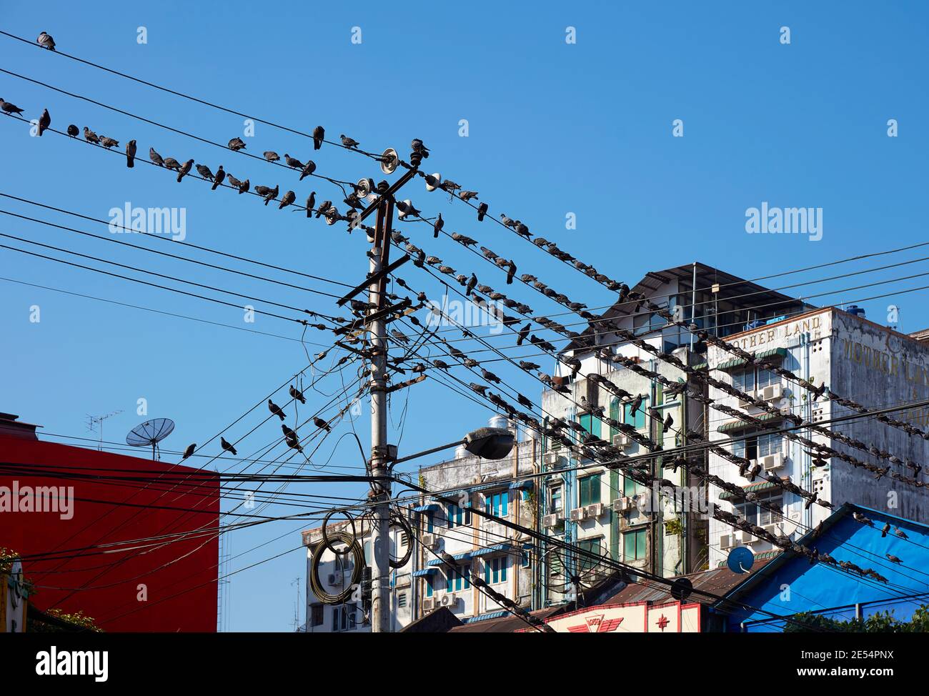 Eine Vogelgemeinschaft stellte sich auf Stromleitungen während eines sozialen Kommunikationsmeeting in Yangon, Myanmar, auf. Stockfoto