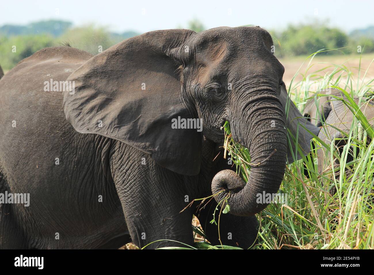 Ein Elefant frisst Gras am Ufer des Kazinga Kanal im Queen Elizabeth Nationalpark in Uganda Stockfoto