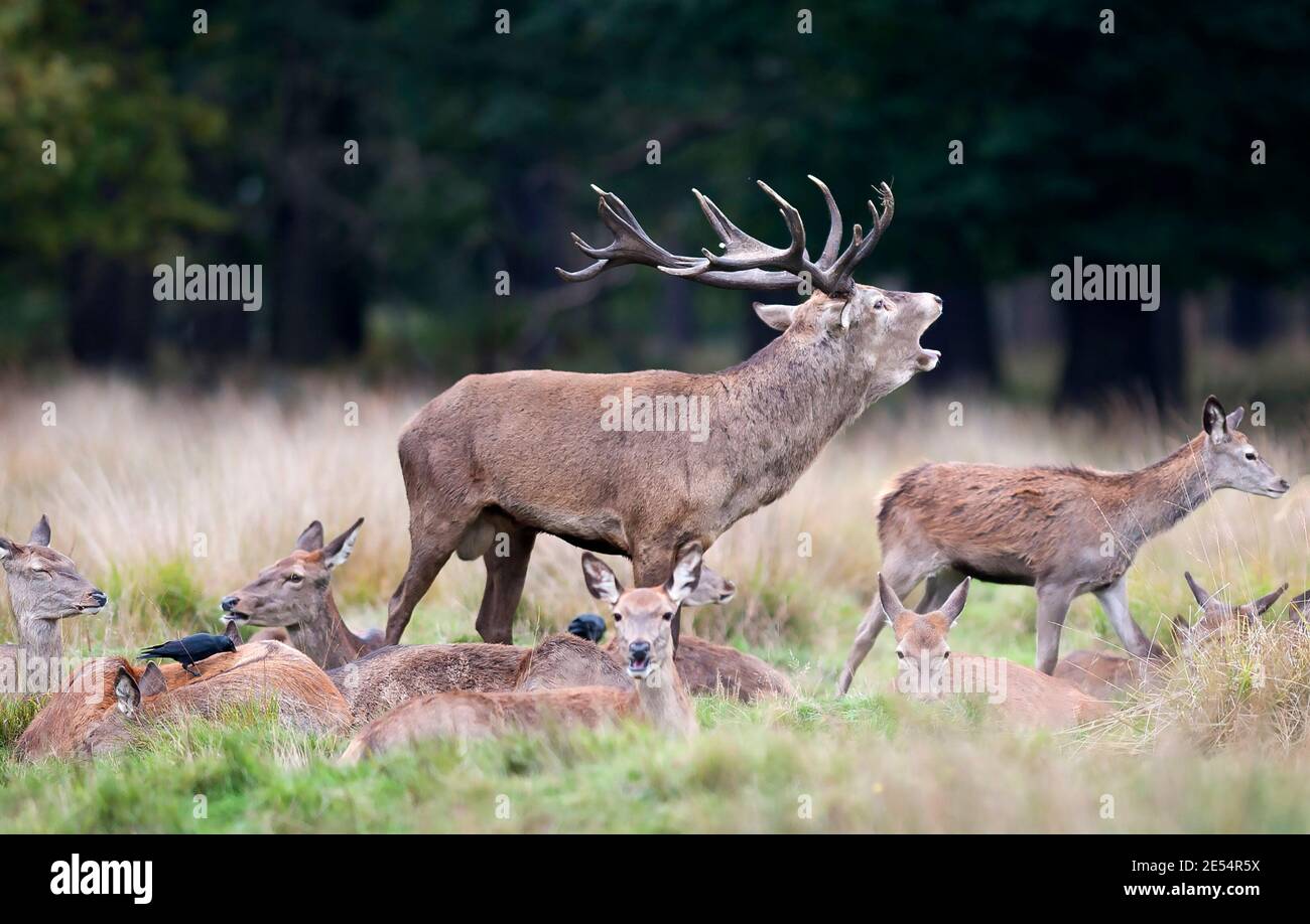 Männlicher Hirsch ruft Warnung. Stockfoto