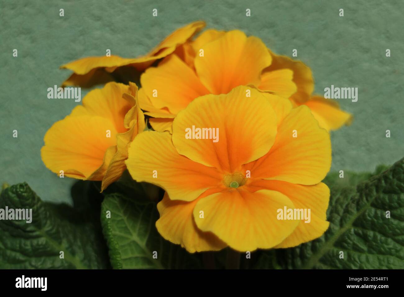 Primula mit gelb - orange Blütenblätter und grüne Blätter, primula mit grünen Wand Hintergrund Makro, Schönheit in der Natur, Blumenfoto, Makrofotografie Stockfoto