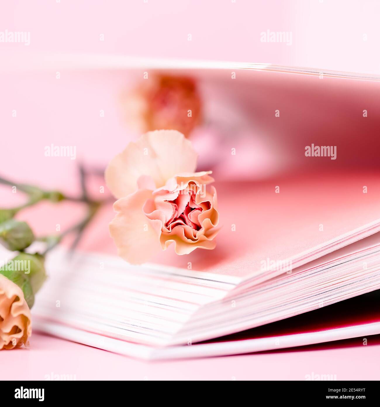 Kleine Nelke Tee Rose Farbe und offenes Buch auf einem Rosa Hintergrund Stockfoto