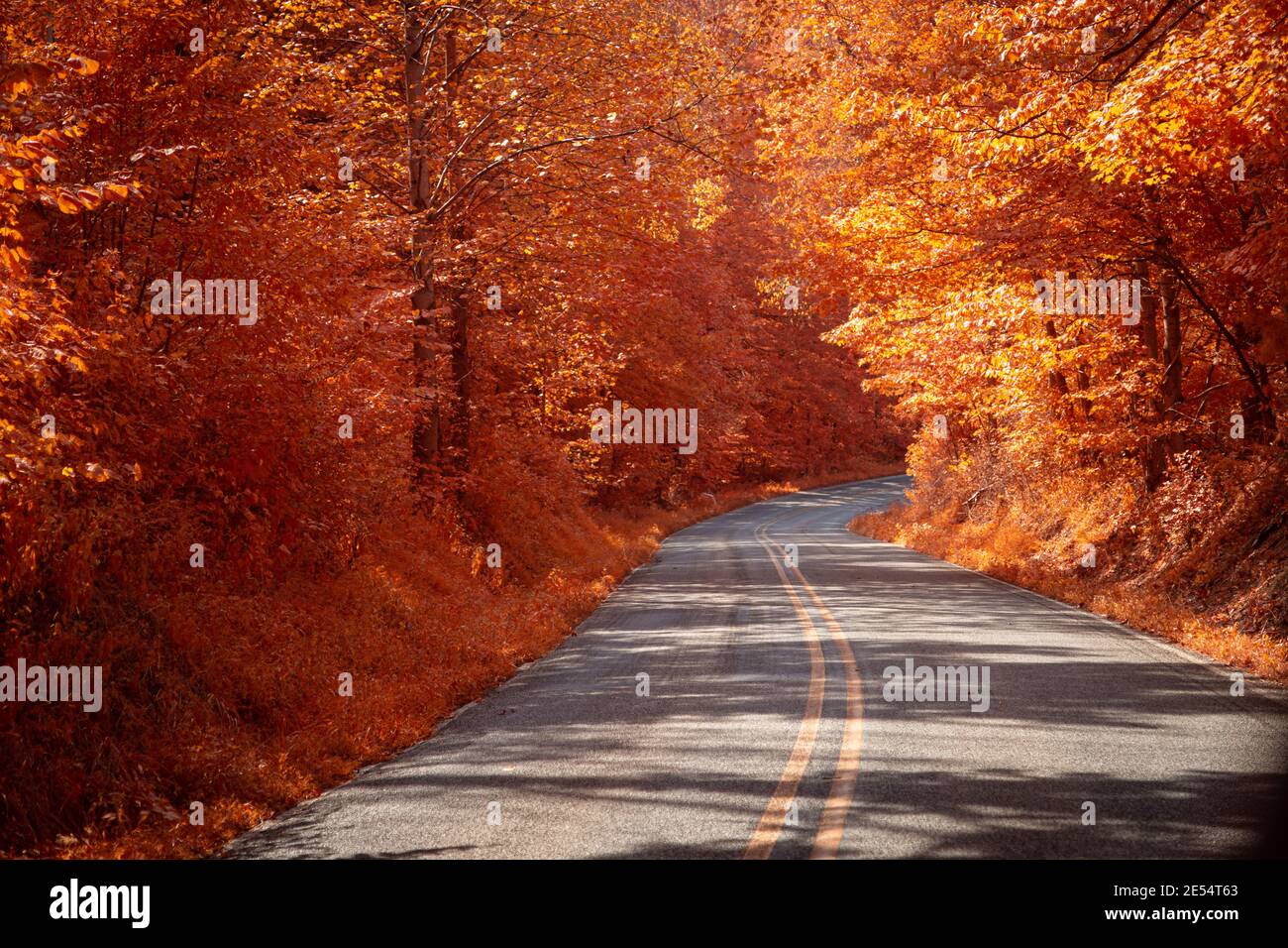 Staatsstraße 250 windet sich durch einen Wald außerhalb von Paris Crossing, IN. Aufgenommen mit 550 nm Infrarotlicht. Dies gibt dem Bild das Aussehen eines Herbsttages. Stockfoto