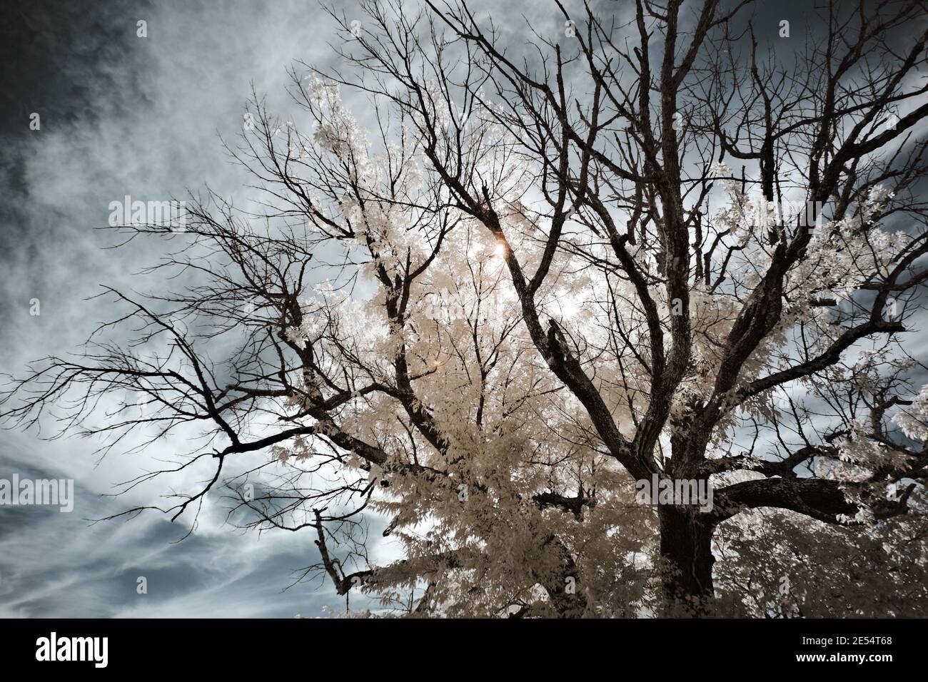 Eine sterbende grüne Esche mit ein paar lebenden Ästen wurde im 720nm Infrarotlicht aufgenommen. Diese Esche wird von Smaragd-Aschebohrer angegriffen. Stockfoto