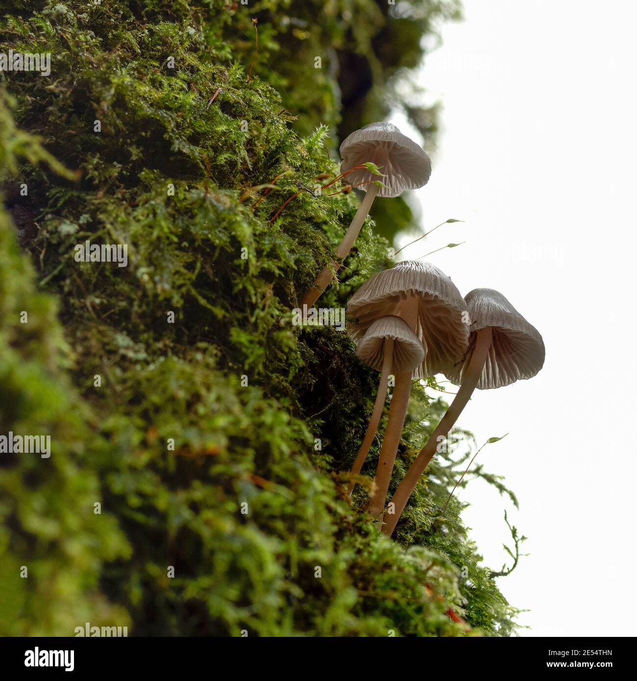 Kleine, glänzende Pilzhaufen auf Baumstamm Stockfoto