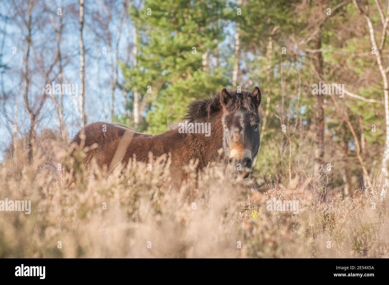 Freies Roaming Exmoor Pony in Heide und Wald Stockfoto