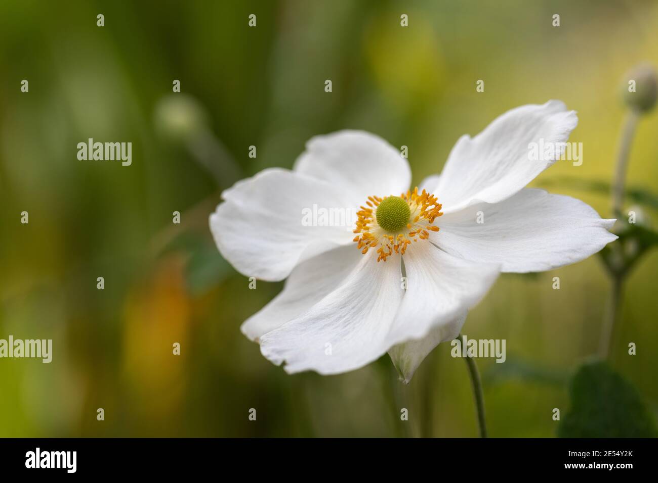 Nahaufnahme von Anemone x hybrida 'Honorine Jobert' vor verschwommenem grünen Hintergrund, England, UK Stockfoto