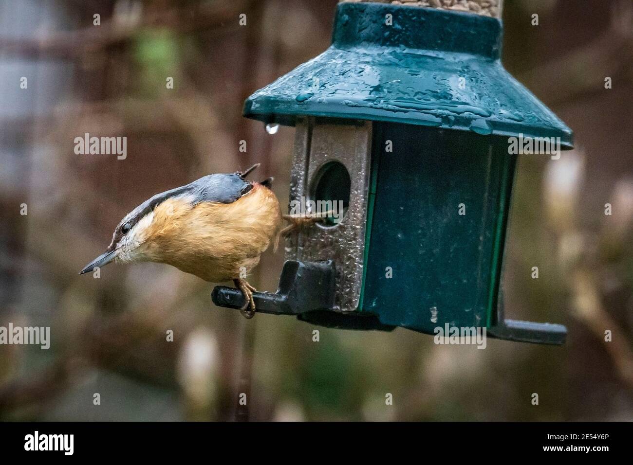 Nuthatch Vogel auf Futterhäuschen. Stockfoto