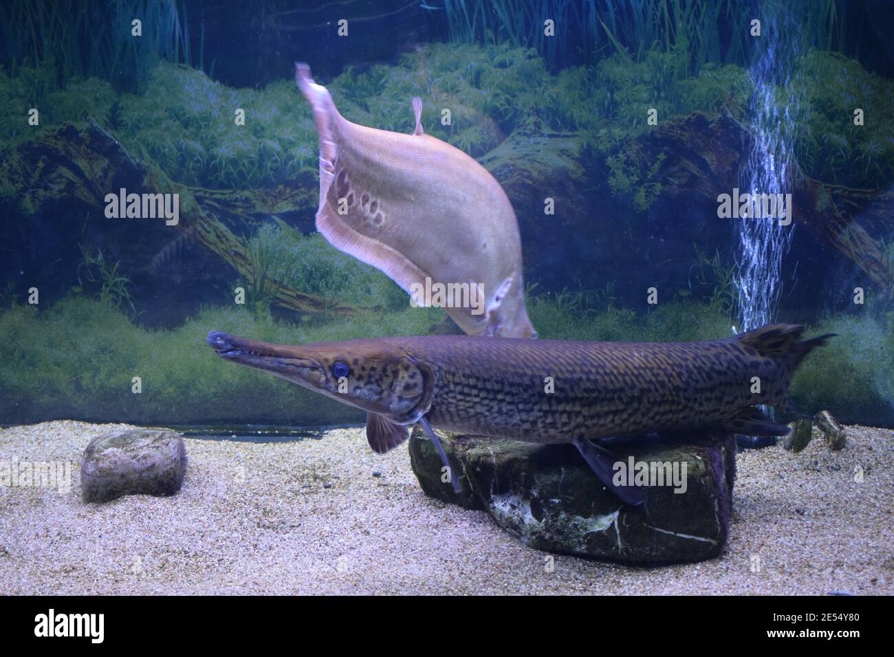 Fleckbarsch (Lepisosteus oculatus). Süßwasserfische. Stockfoto