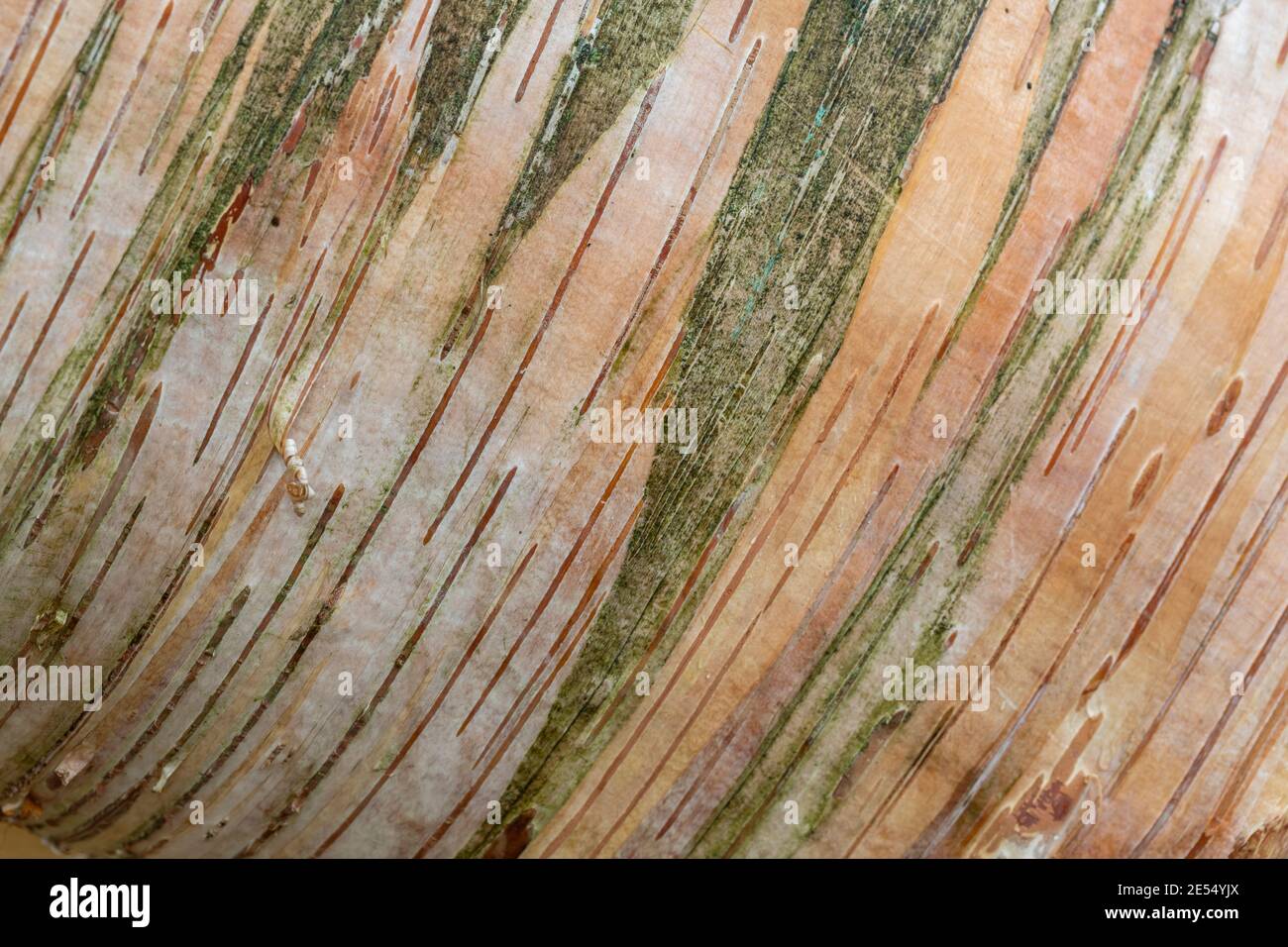 Nahaufnahme von Betula ermanii × pubescens (Silberbirke) Baumrindenmuster, UK Stockfoto