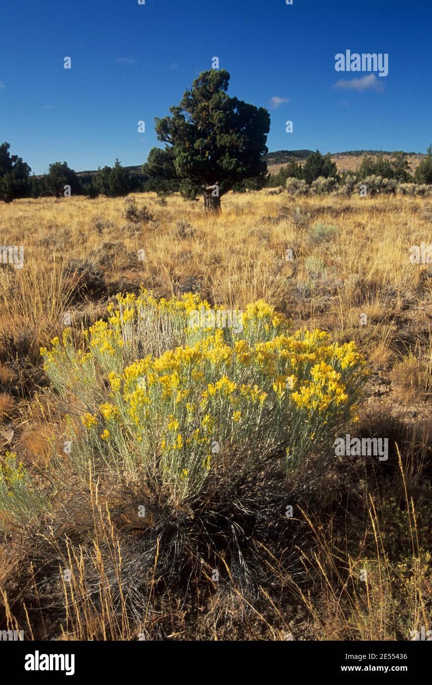 WESTERN Juniper (Juniperus occidentalis) Grasland, Gerry Mountain Wilderness Study Area, Prineville District Bureau of Land Management, Oregon Stockfoto