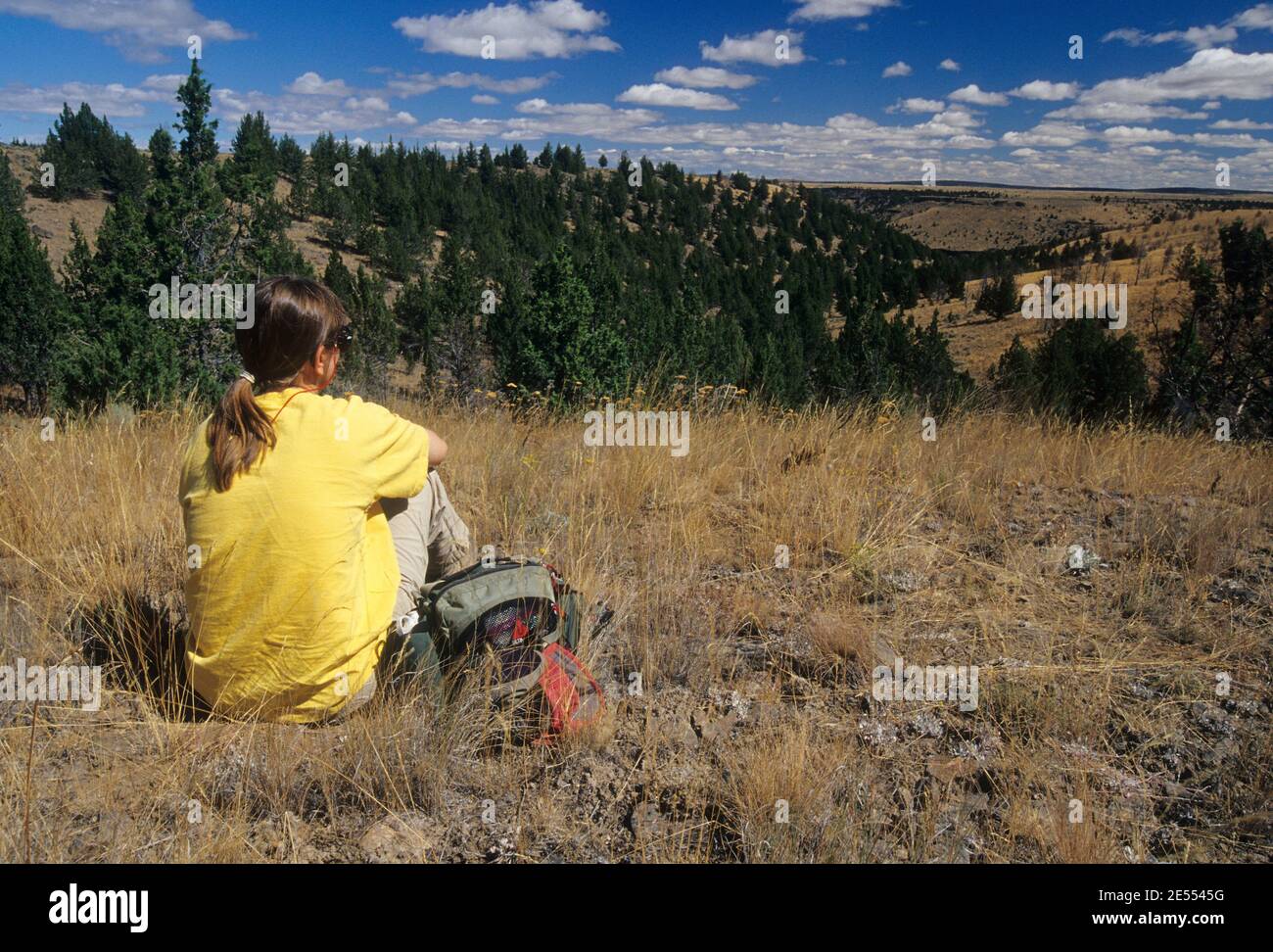 Western Wacholderbeeren (Juniperus occidentalis) Grünland, South Fork Wildnis Studie, Prineville Bezirk Büro des Land-Managements, Oregon Stockfoto