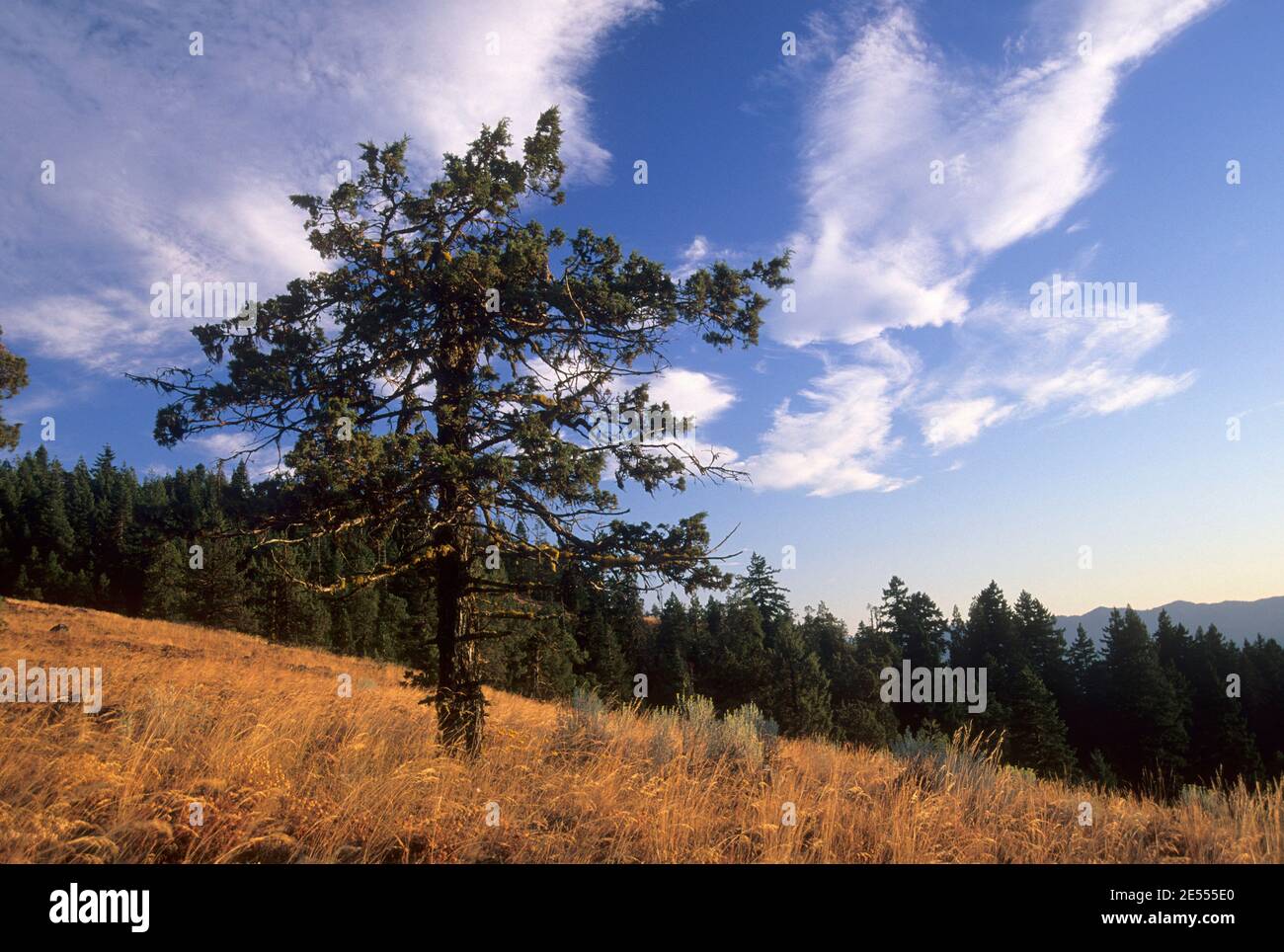 Westlicher Wacholder (Juniperus occidentalis) entlang des Pacific Crest Trail, Soda Mountain Wilderness, Cascade Siskiyou National Monument, Oregon Stockfoto