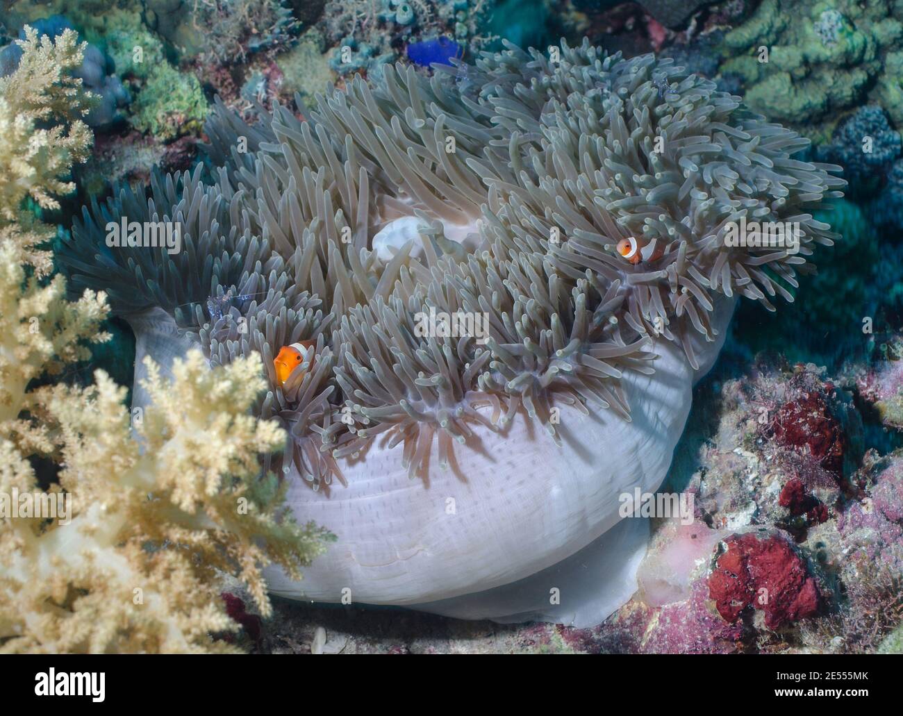 Eine actinia mit einem Clown-Fisch im Inneren, einem Geistergarnelen, und andere Stockfoto