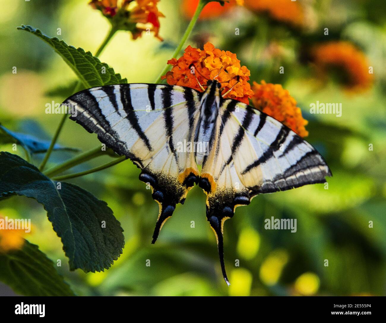 Ein Schmetterling auf einer Blüte Stockfoto