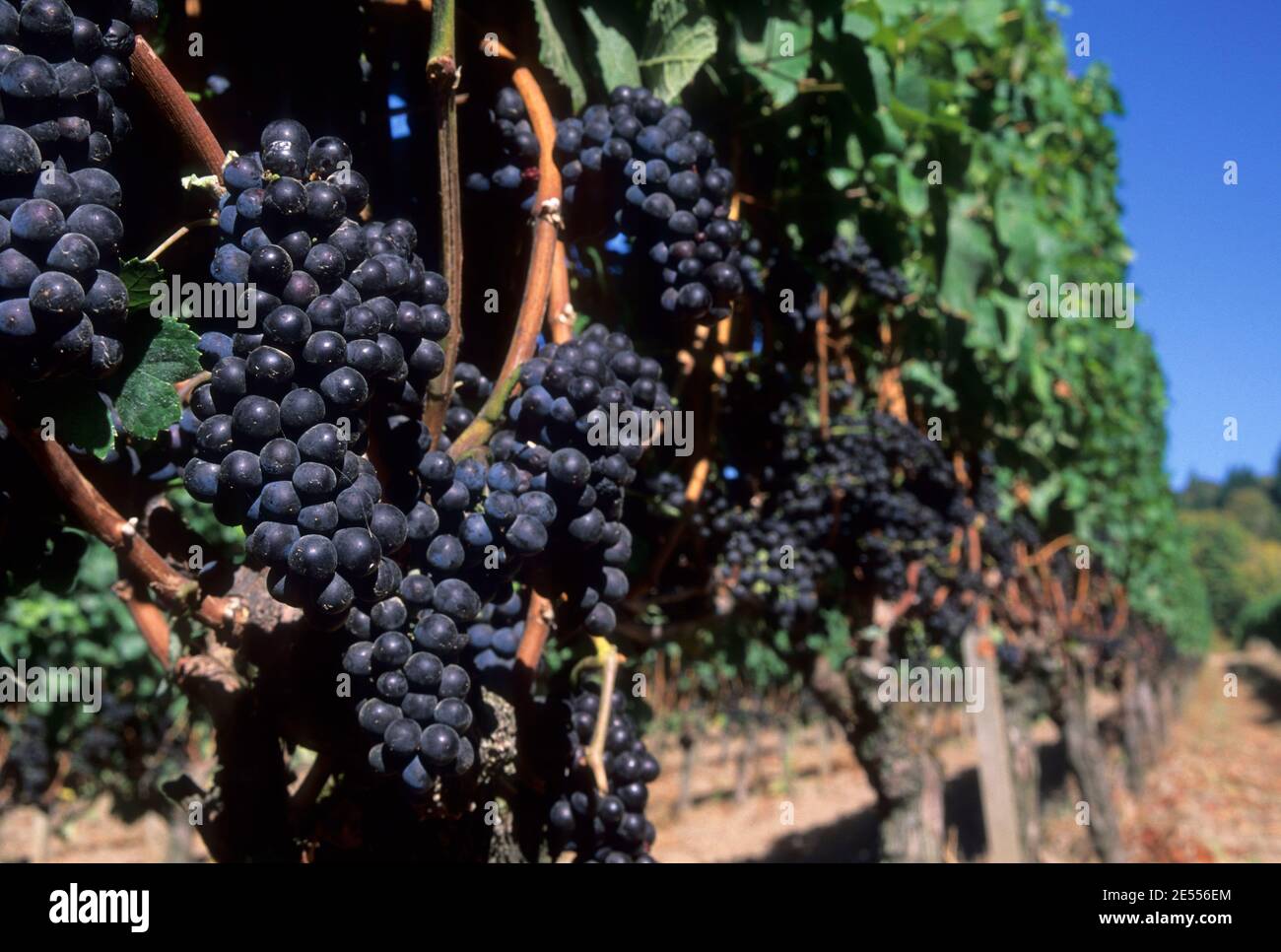 Weintrauben, Yamhill County, Oregon Stockfoto