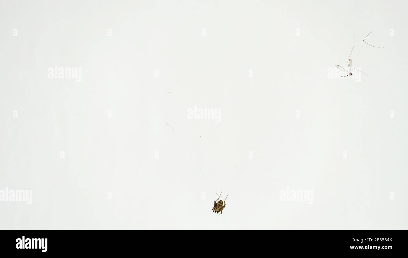 Eine Mücke auf Spinnennetz gefangen, mit einer kleinen Spinne am unteren mittleren Bereich. Stockfoto