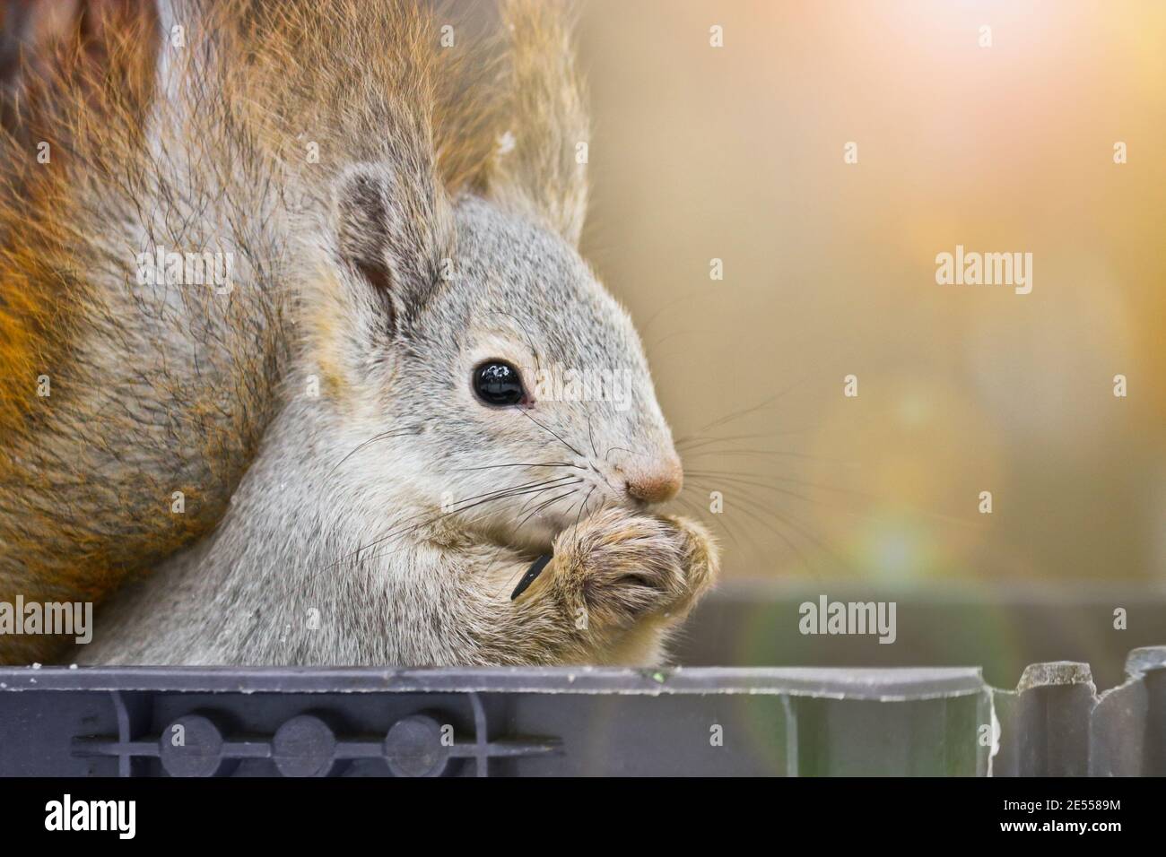Junges Eichhörnchen sitzt in einem Vogelfutterhäuschen und frisst Samen. Nahaufnahme eines Tieres. Hübsch flauschig. Stockfoto