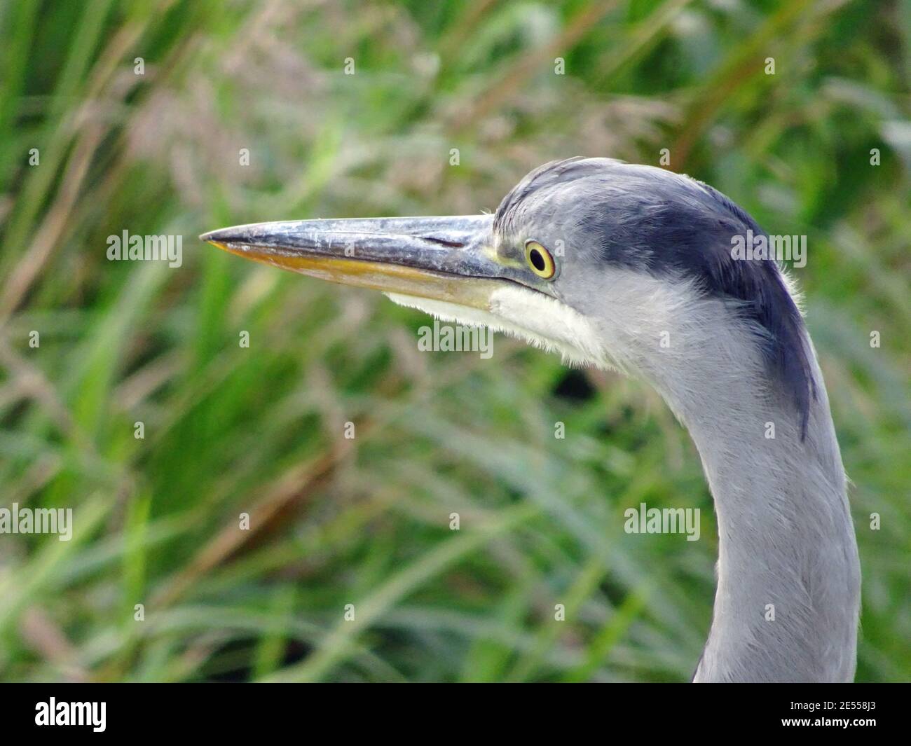 Graues Reiherportrait. Sein gelbes Auge sieht kalt aus. Der Reiher liegt am Wasser auf Beute warten. Sein lateinischer Name ist Ardea cinerea Stockfoto