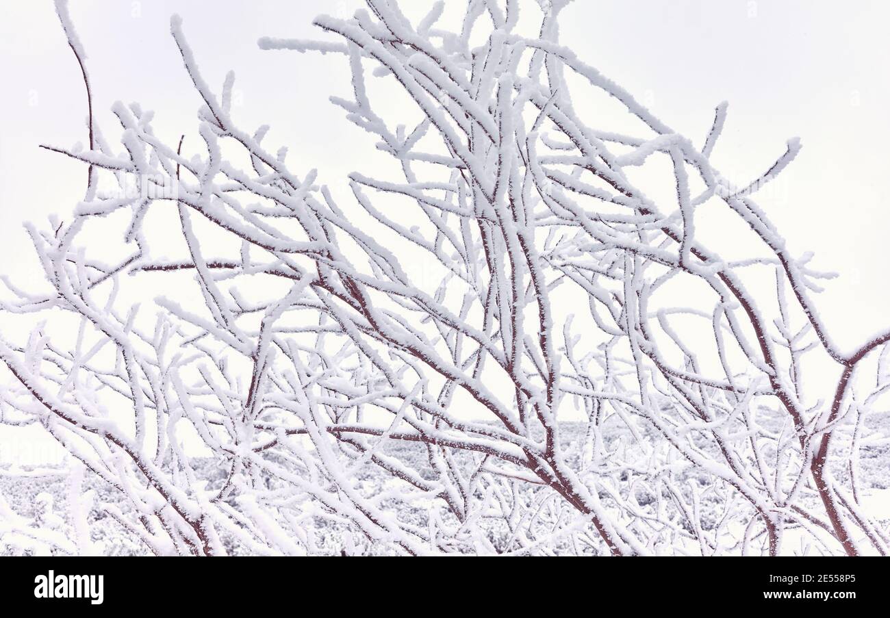 Schneebedeckter Baum, abstrakter Naturhintergrund, Farbtonung aufgetragen. Stockfoto