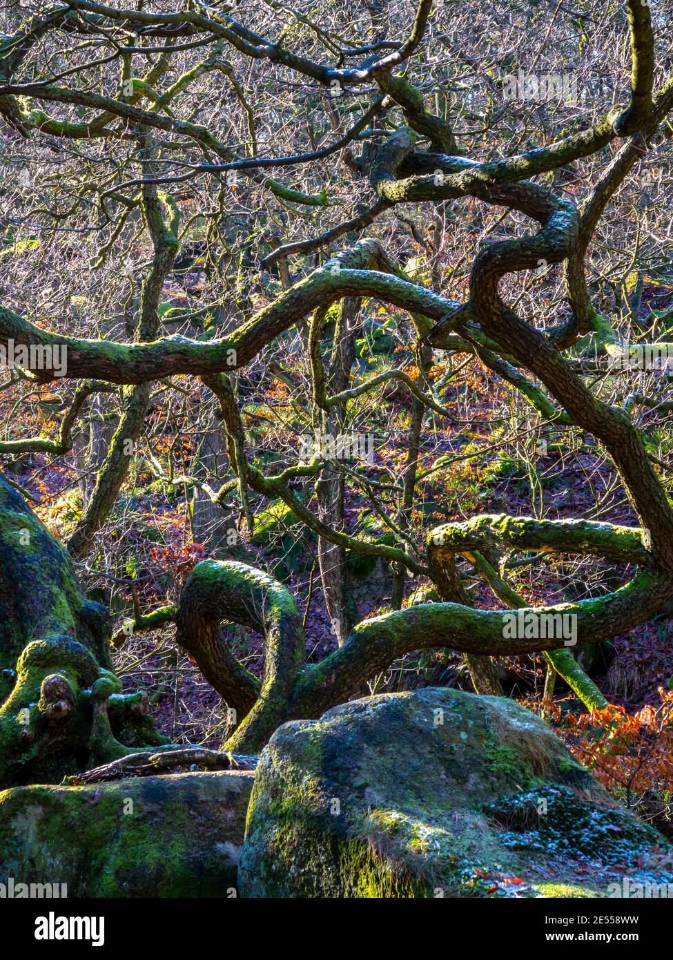 Bäume wachsen im Winter in Padley Gorge eine alte Eiche Birkenwald in der Nähe von Grindleford im Peak District National Park Derbyshire England Großbritannien Stockfoto