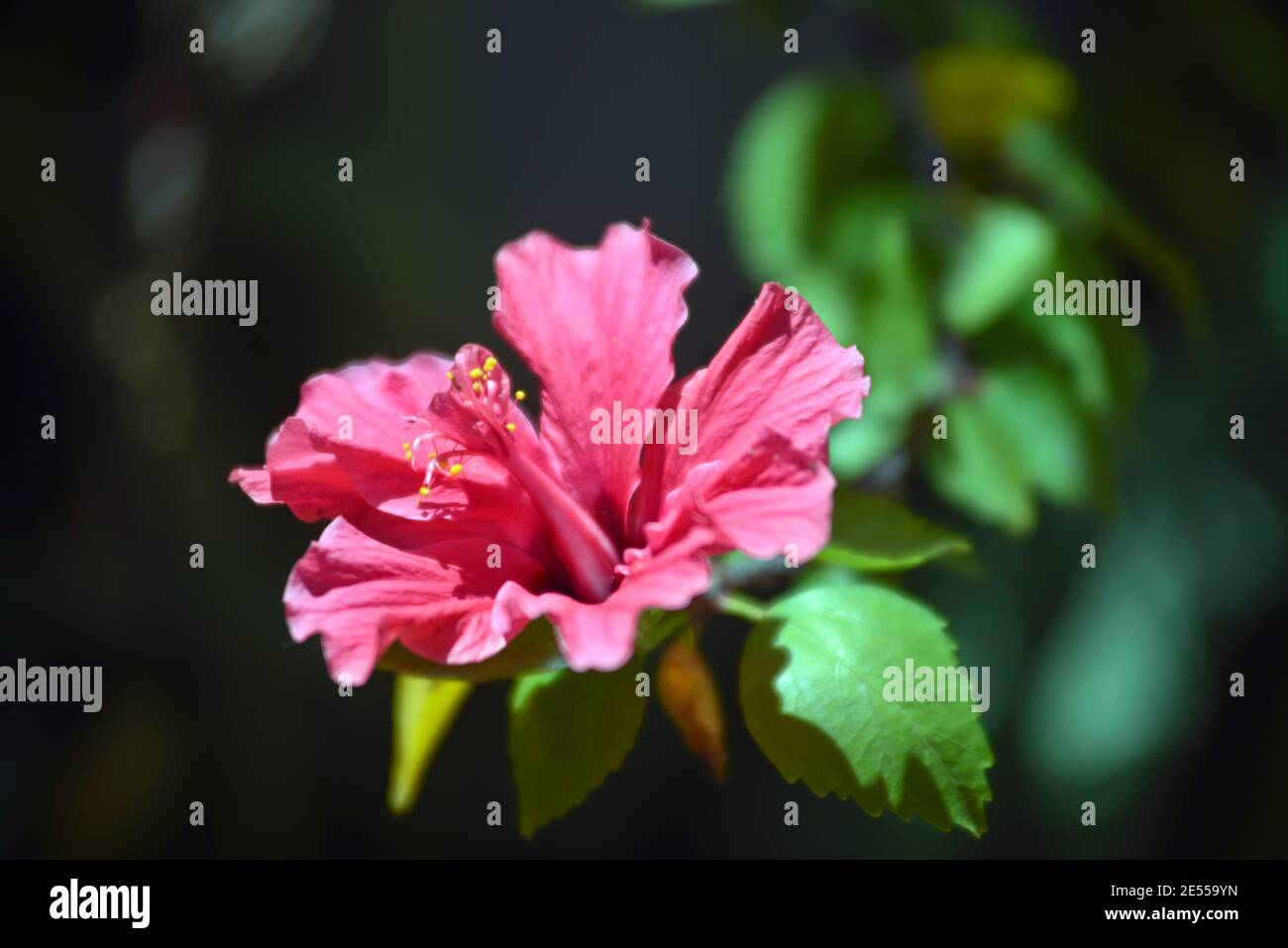 Hibiscus rosa-sinensis, auch chinesischer Hibiskus, Chinarose, Hibiskus hawaiiianischer Art, Rosenmalbe und Schuhblackpflanze genannt Stockfoto