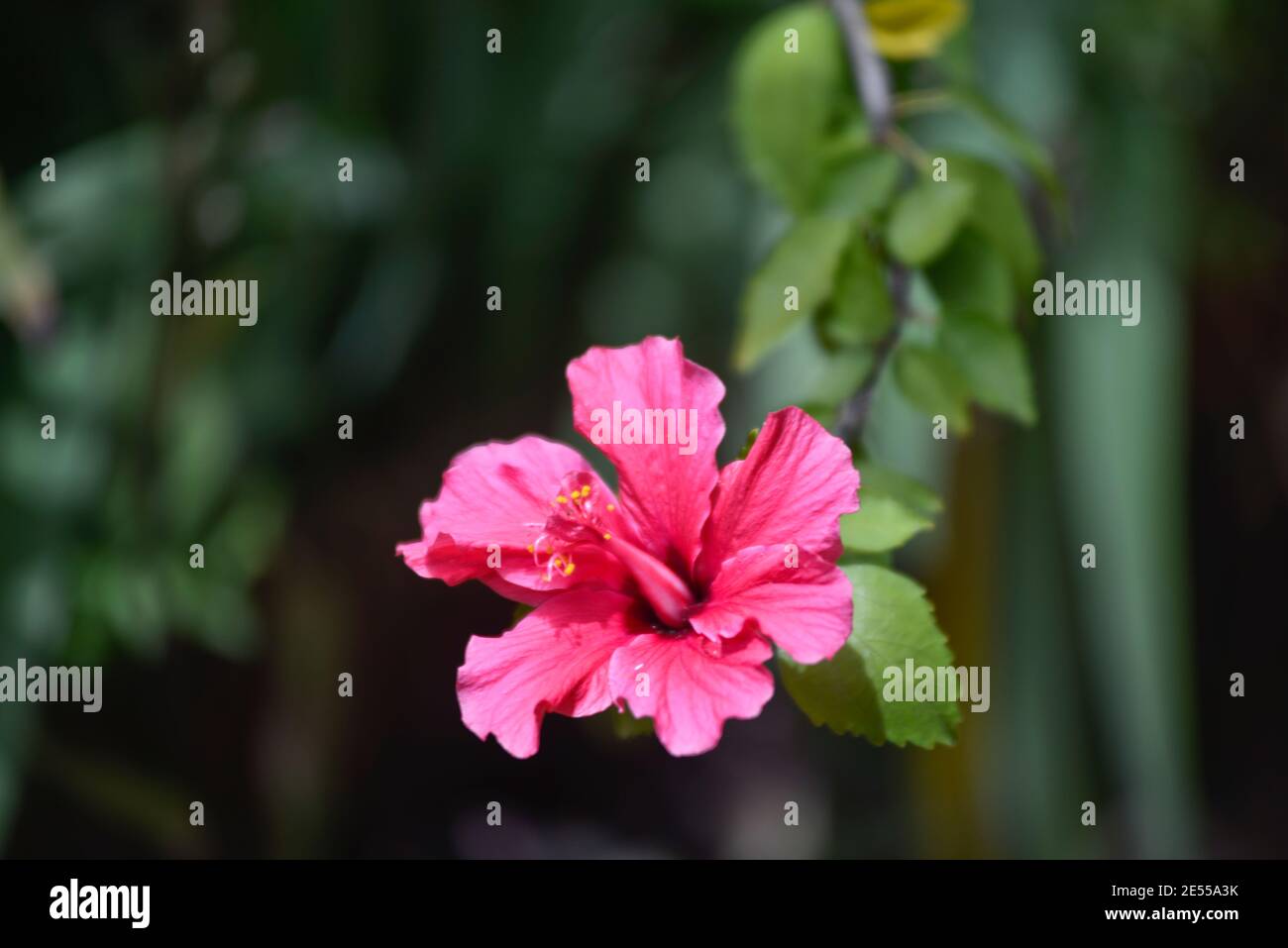 Hibiscus rosa-sinensis, auch chinesischer Hibiskus, Chinarose, Hibiskus hawaiiianischer Art, Rosenmalbe und Schuhblackpflanze genannt Stockfoto