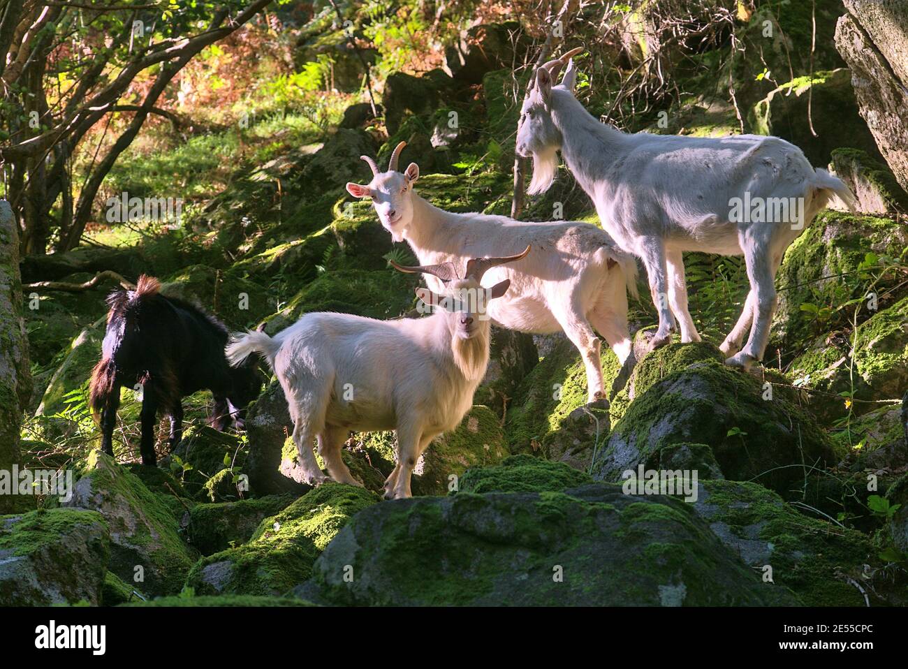 Ausflug von schönen und niedlichen weißen und schwarzen wilden Ziegen im Sonnenlicht stehen auf den Felsen und gesehen in Wicklow Mountains, Barnaslinganwald, Irland Stockfoto