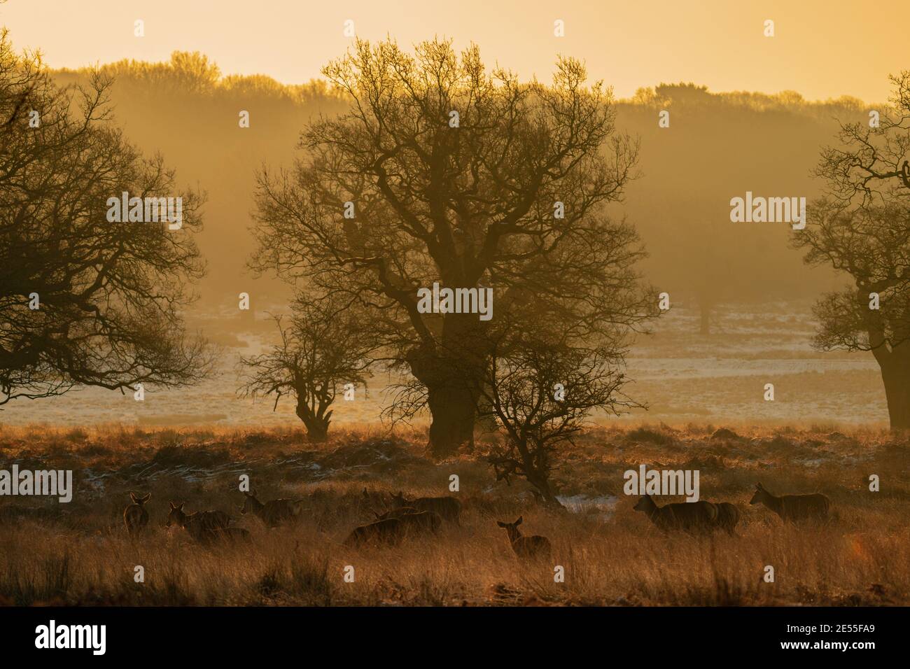 Rothirsch im Richmond Park, London Stockfoto