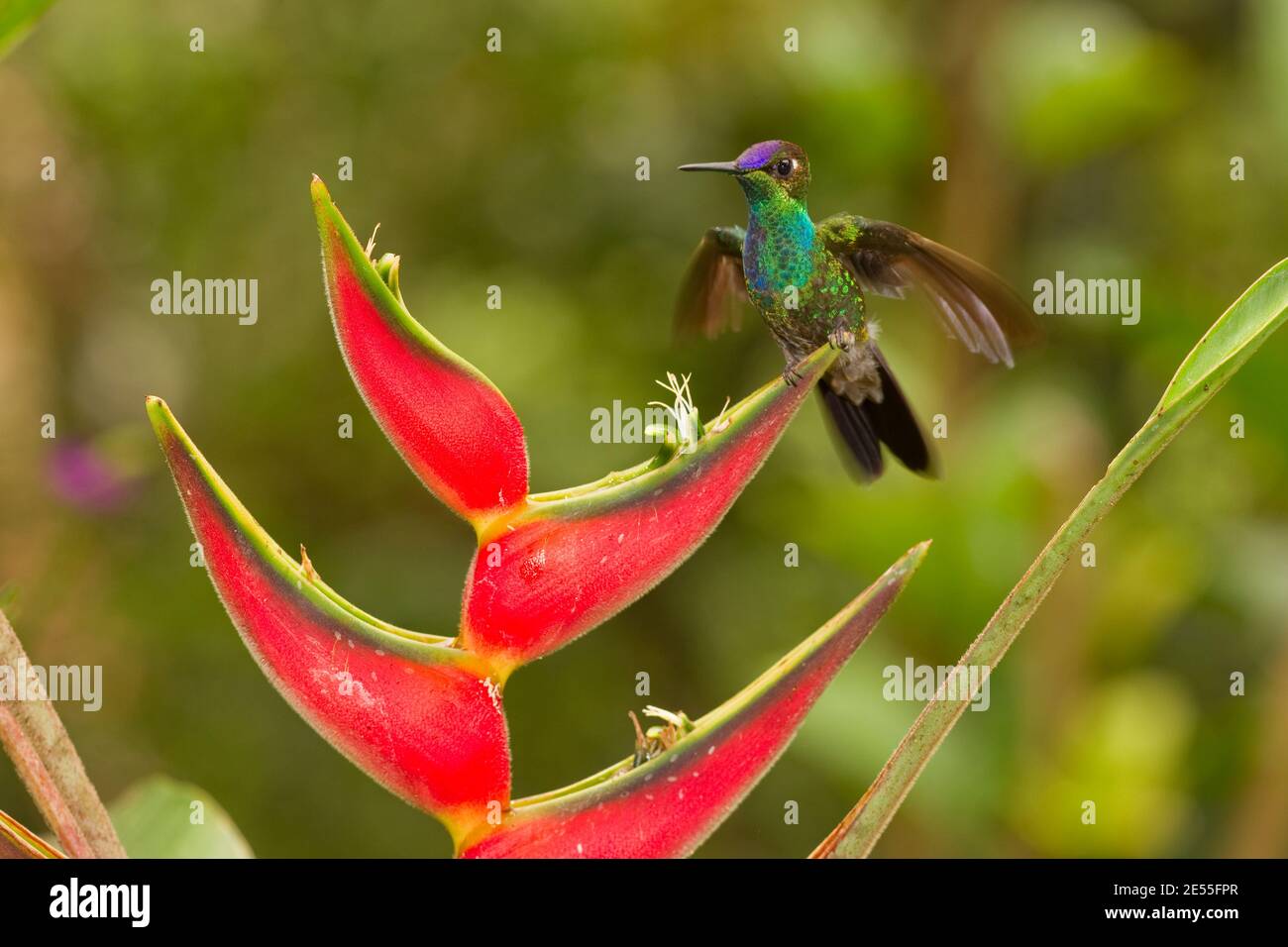 Violett-fronted Brillant Männchen, Heliodoxa leadbeateri, Fütterung an Heliconia Blume. Stockfoto