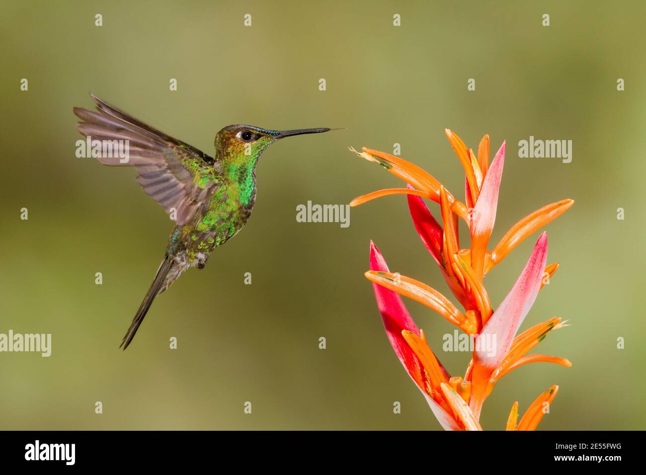 Violett-fronted Brillant Männchen, Heliodoxis leadbeateri, Fütterung an Blume. Stockfoto